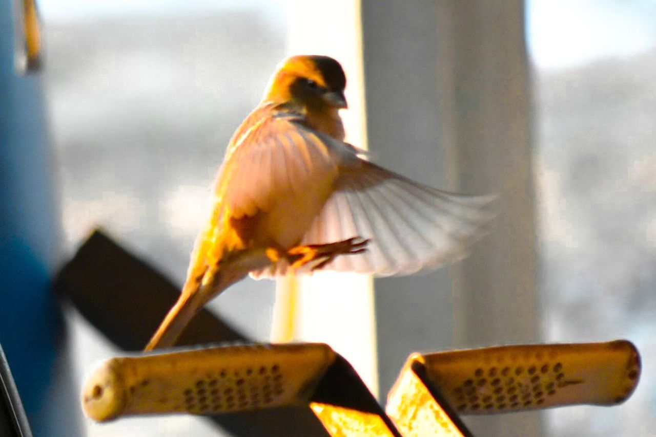 CLOSE-UP OF BIRD PERCHING