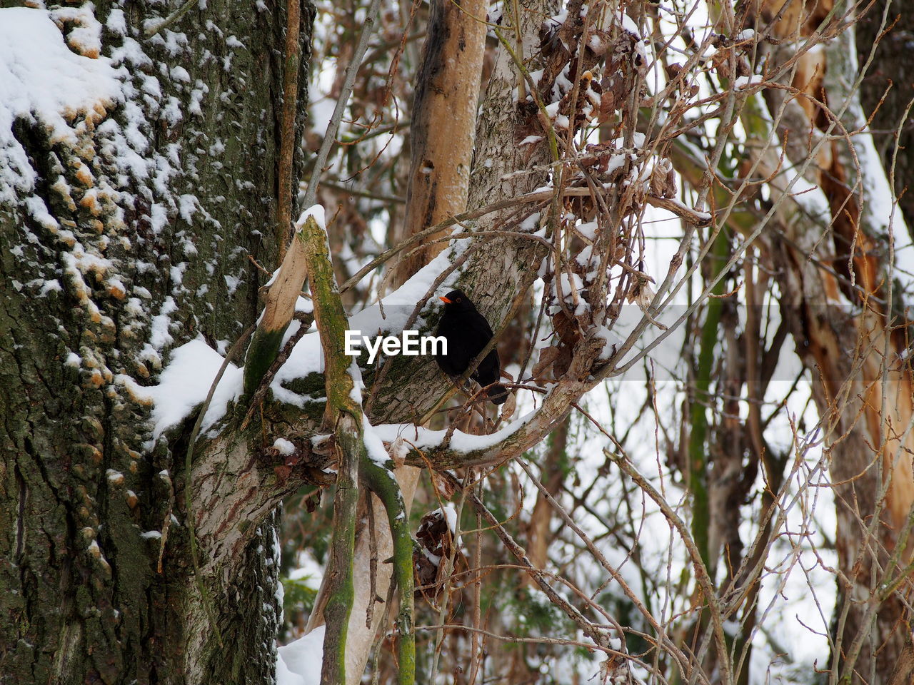 BIRDS PERCHING ON TREE