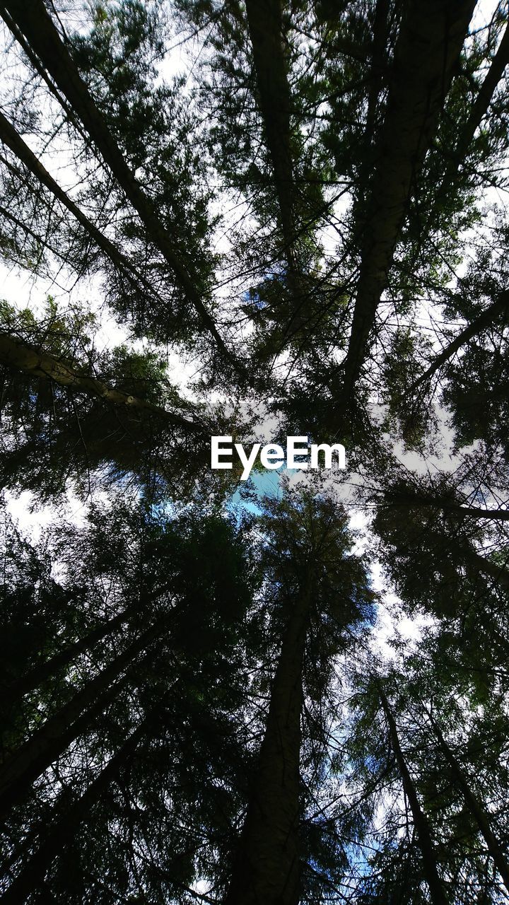 LOW ANGLE VIEW OF TREE IN FOREST AGAINST SKY