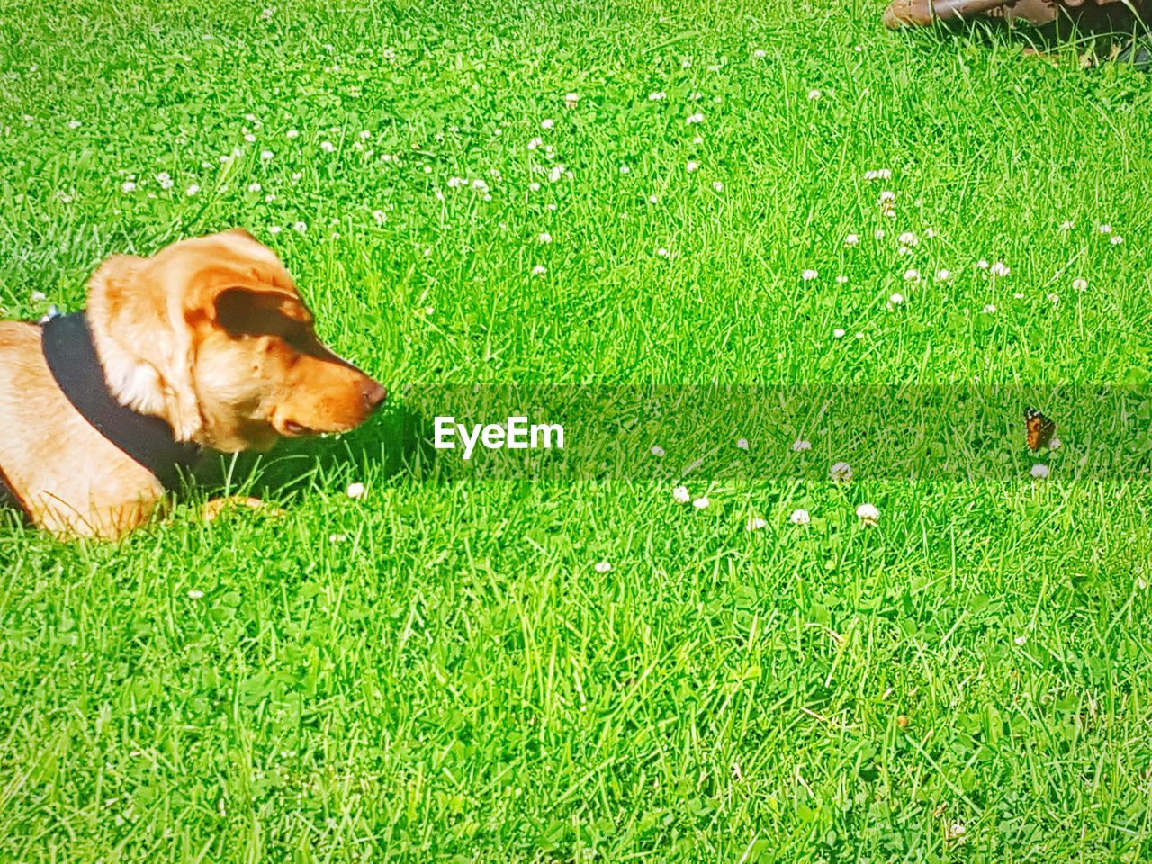 DOG LYING ON GRASS FIELD