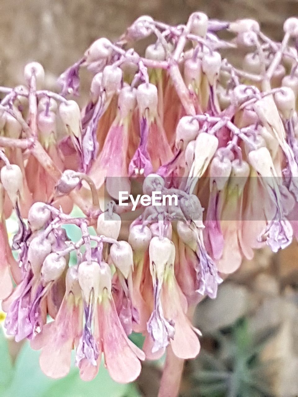 CLOSE-UP OF FLOWERING PLANT