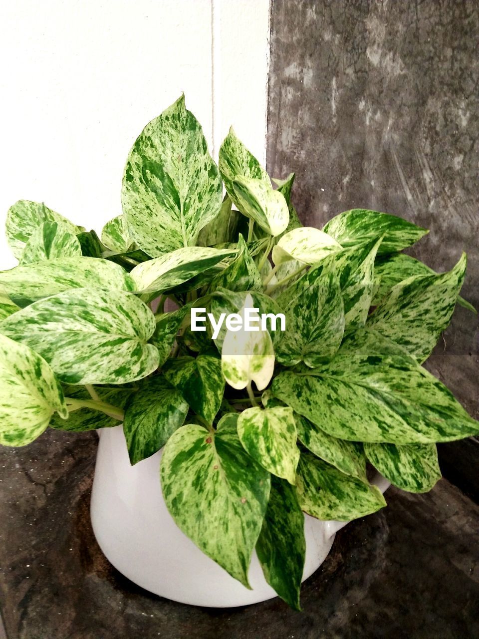 High angle view of fresh green plant