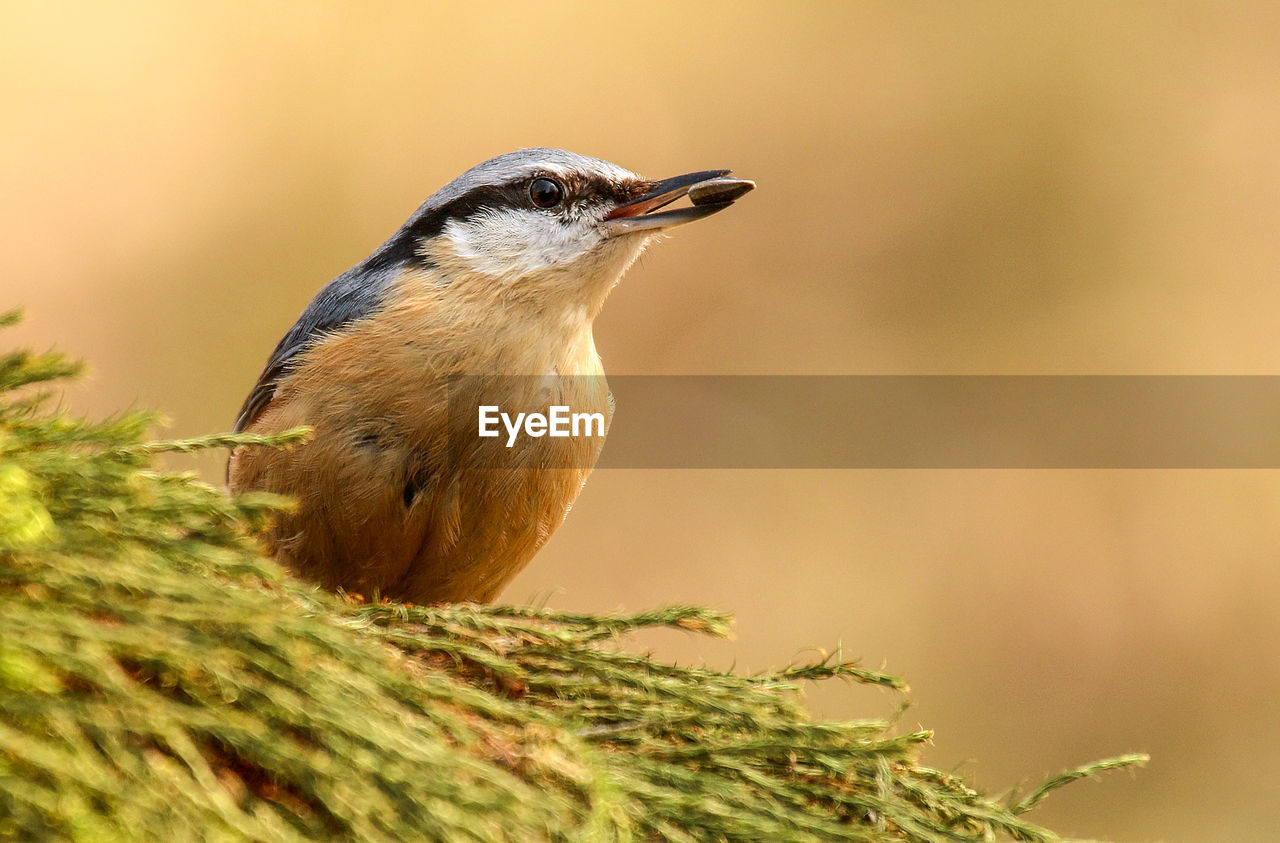 Close-up of bird perching on plant