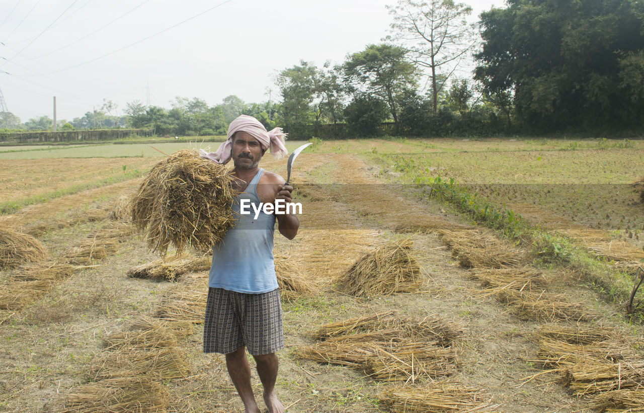 Farmer holding harvested rice paddy at agricultural field in india
