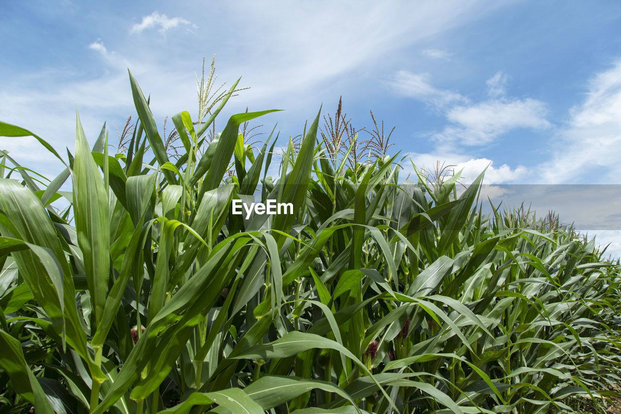 CROPS GROWING ON FIELD