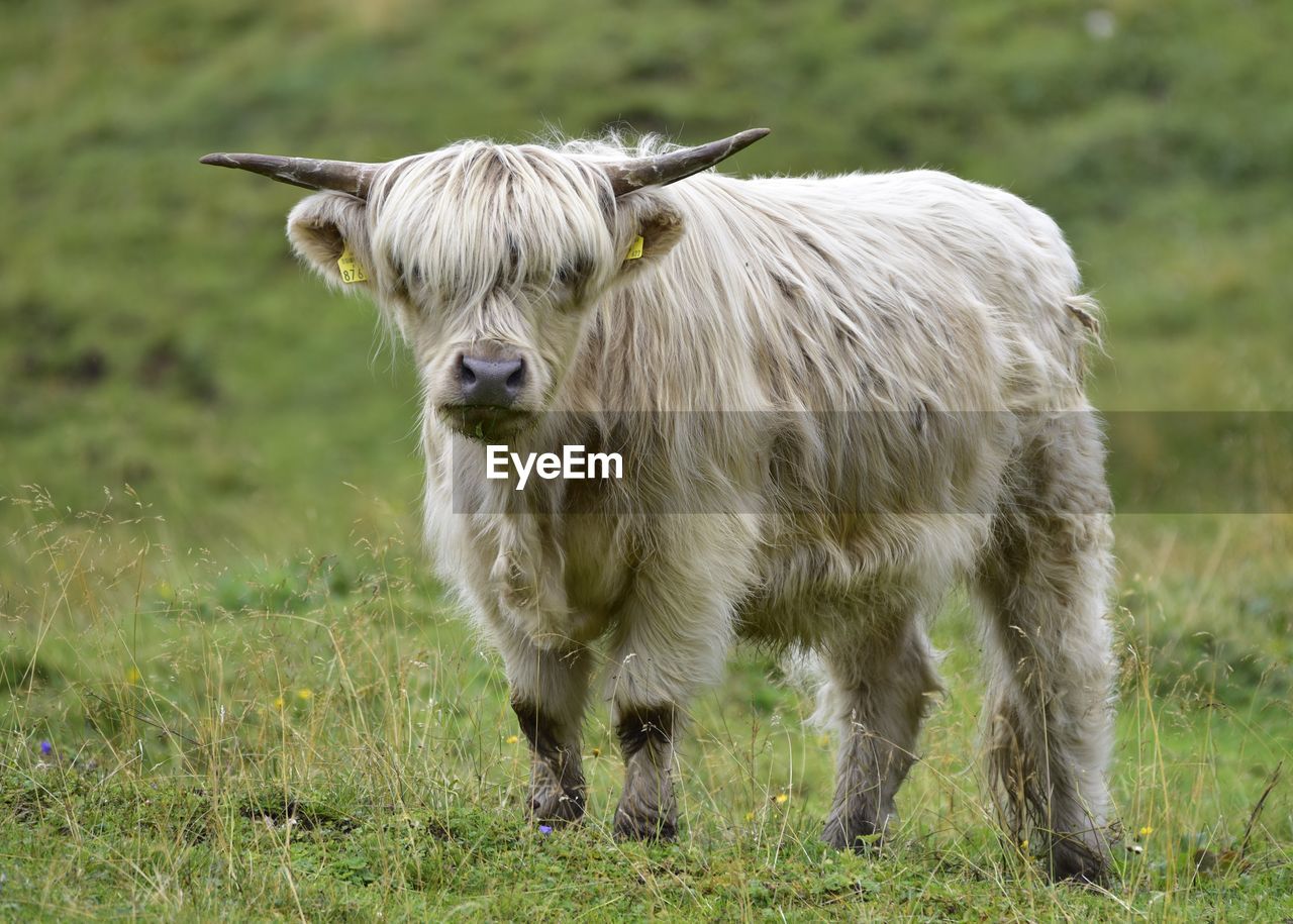 LION STANDING IN A FARM