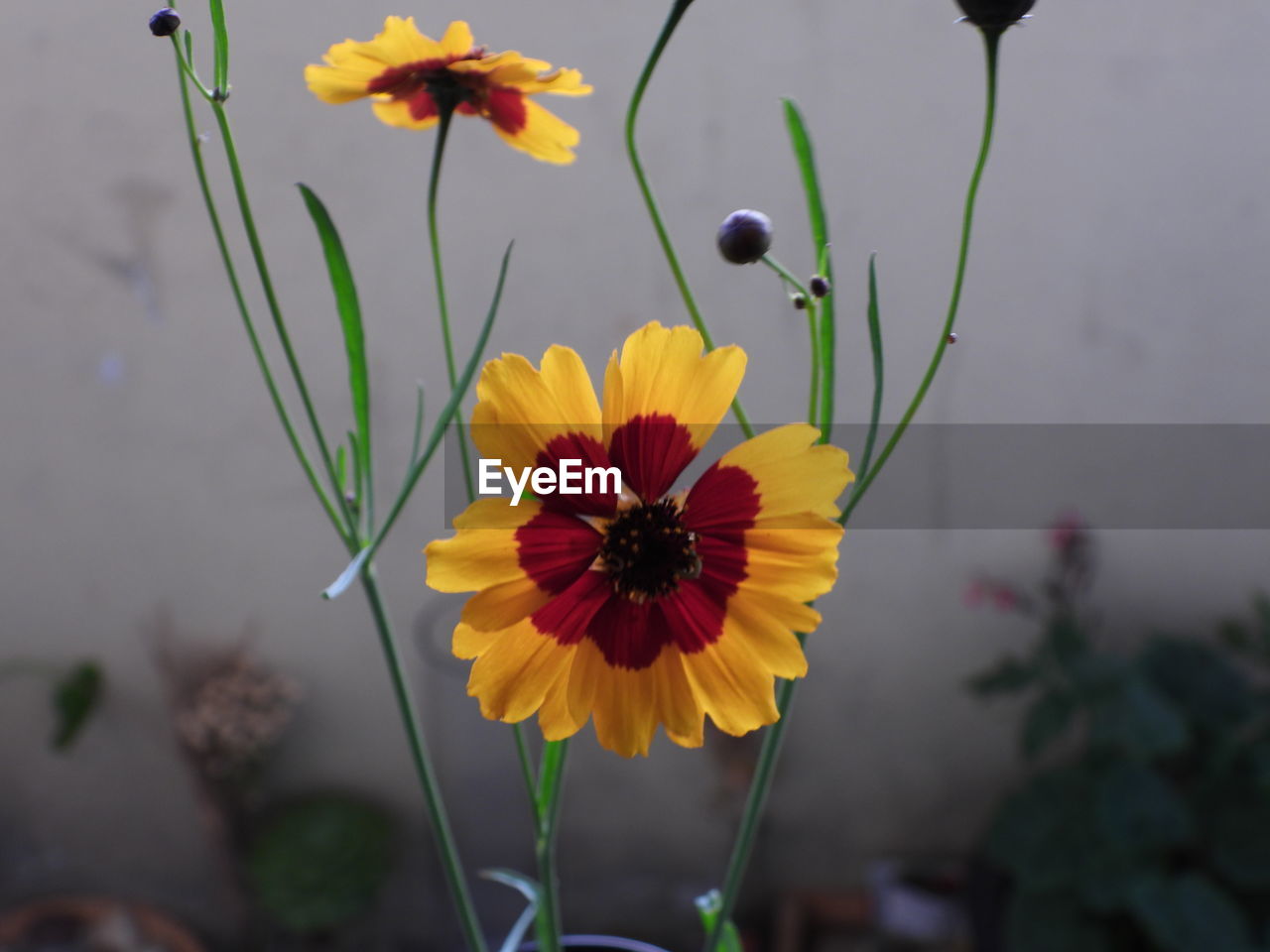 CLOSE-UP OF YELLOW FLOWER AGAINST PLANTS