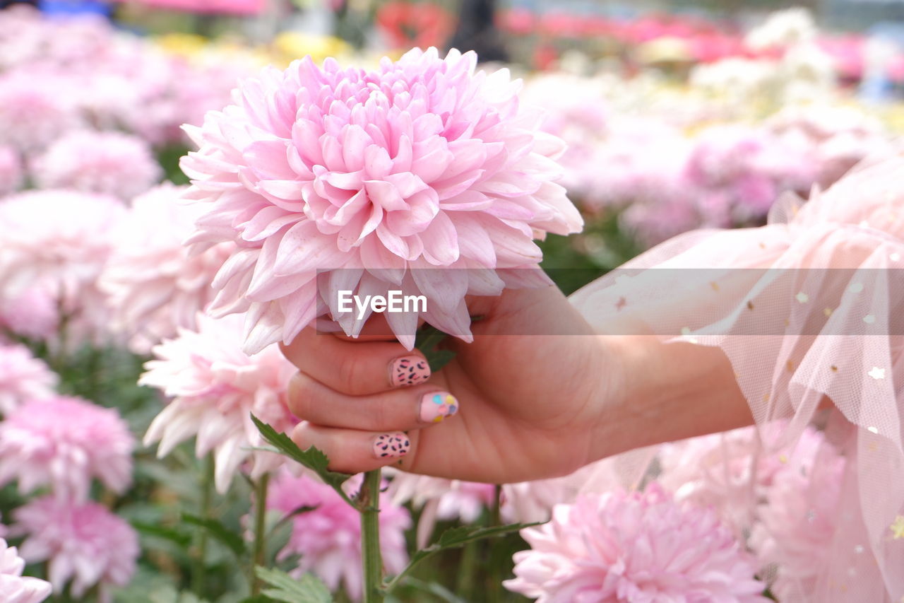 Close-up of hand holding pink flowering plant