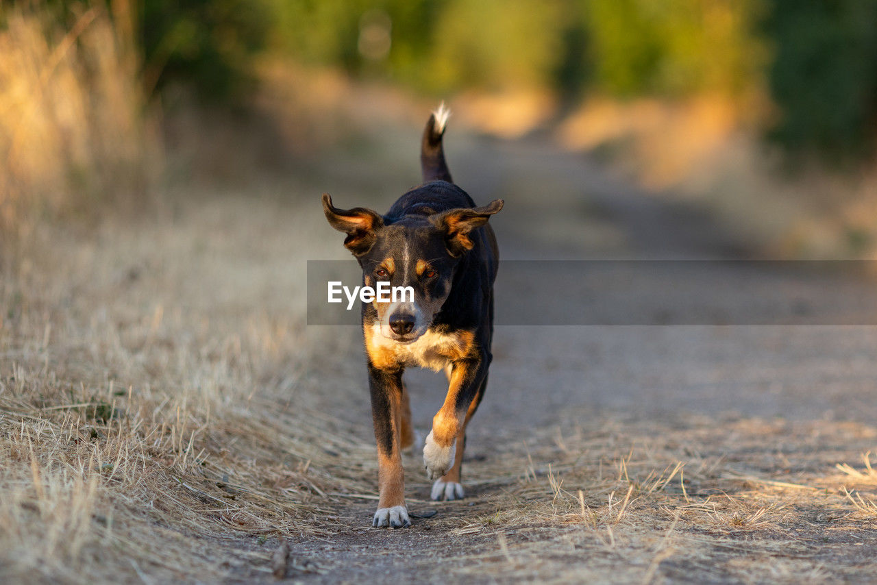 animal themes, animal, one animal, dog, mammal, pet, canine, domestic animals, running, nature, no people, portrait, motion, outdoors, day, full length, looking at camera, wildlife, purebred dog