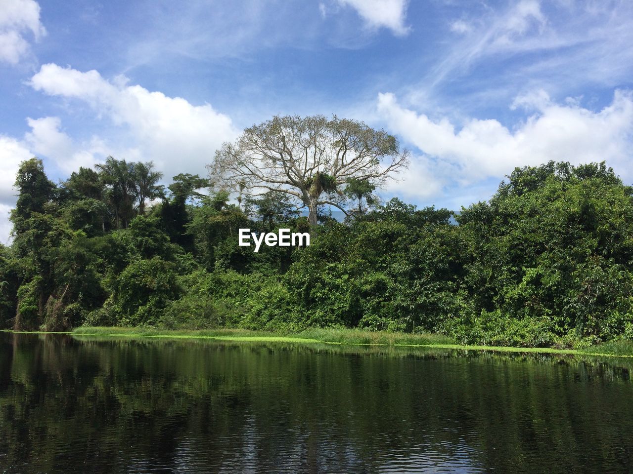 Scenic view of lake by trees in forest against sky