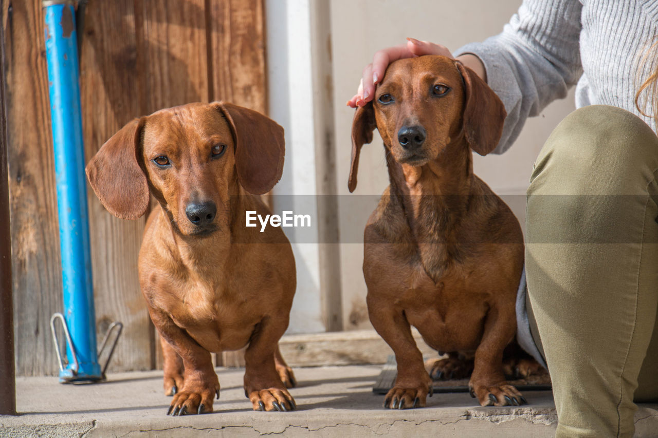 Cropped image of woman sitting by dachshund dogs on walkway