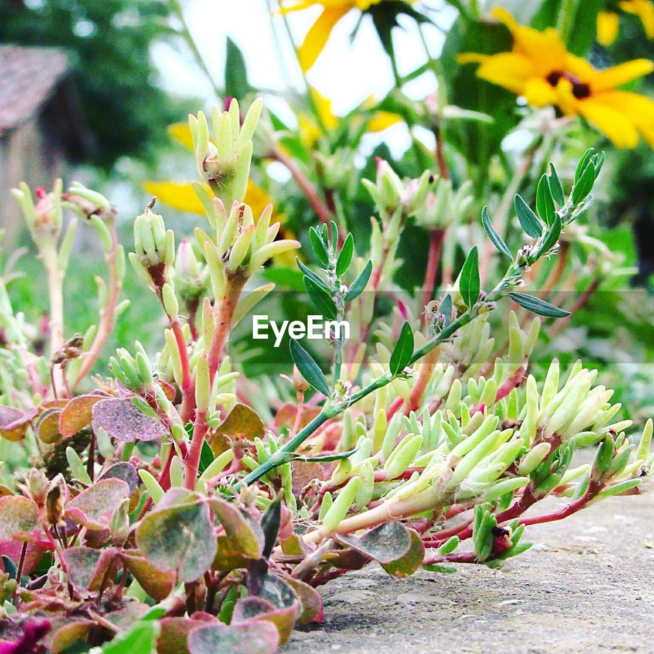 CLOSE-UP OF CACTUS GROWING ON PLANT