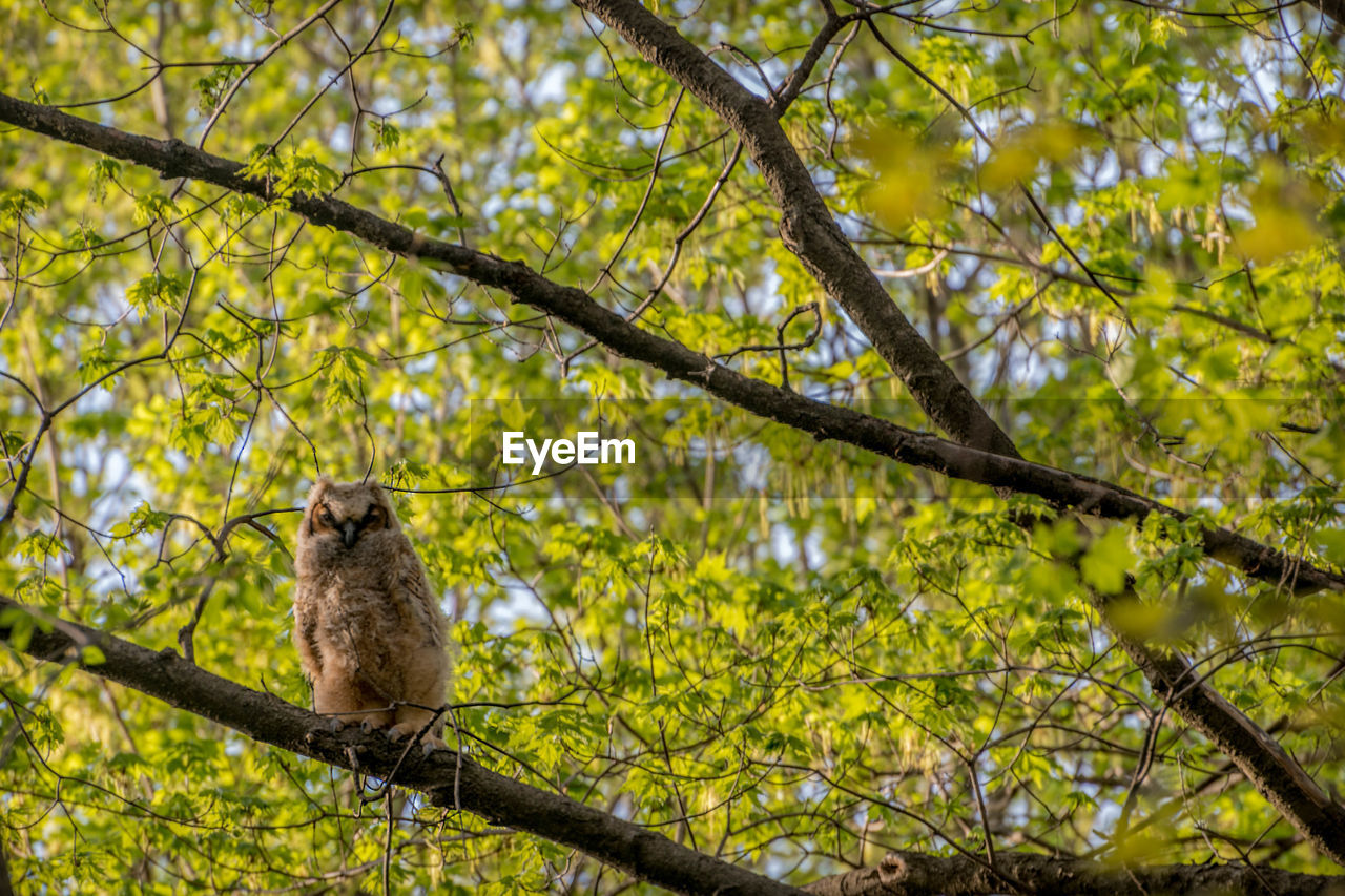 LOW ANGLE VIEW OF BIRD ON TREE