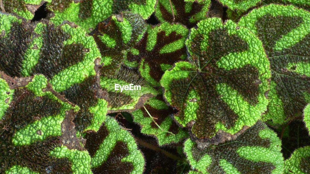 FULL FRAME SHOT OF A GREEN PLANT