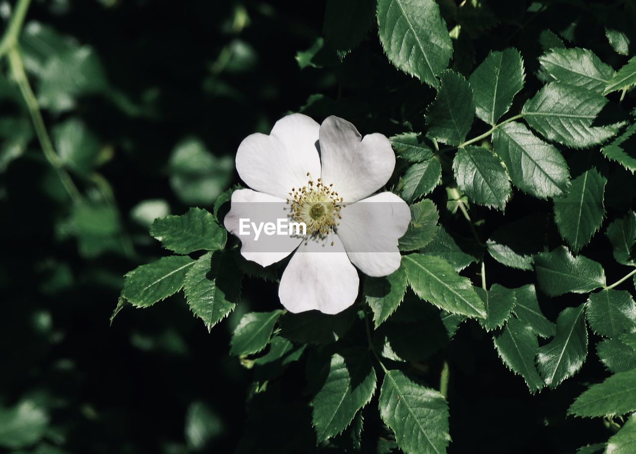 Close-up of white flowering plant