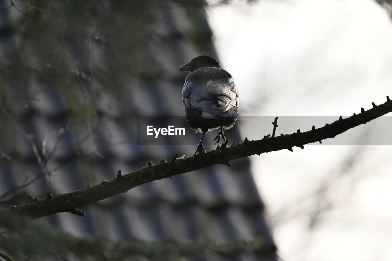 bird, animal wildlife, animal, animal themes, tree, branch, wildlife, nature, perching, one animal, plant, close-up, no people, winter, outdoors, focus on foreground, day, selective focus, twig, bird of prey