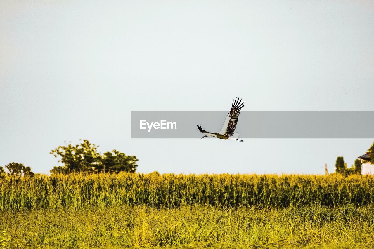 Bird flying over land