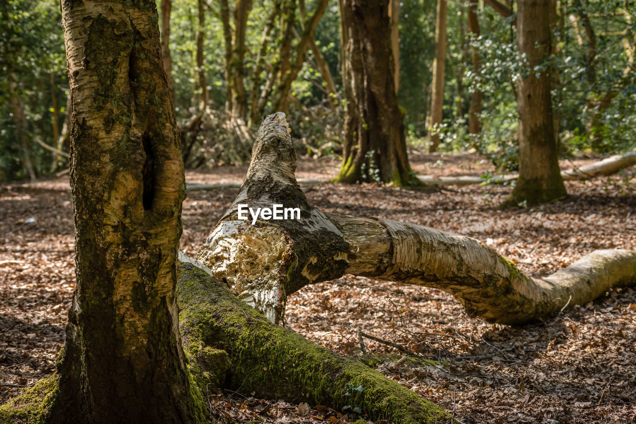 Trees in forest