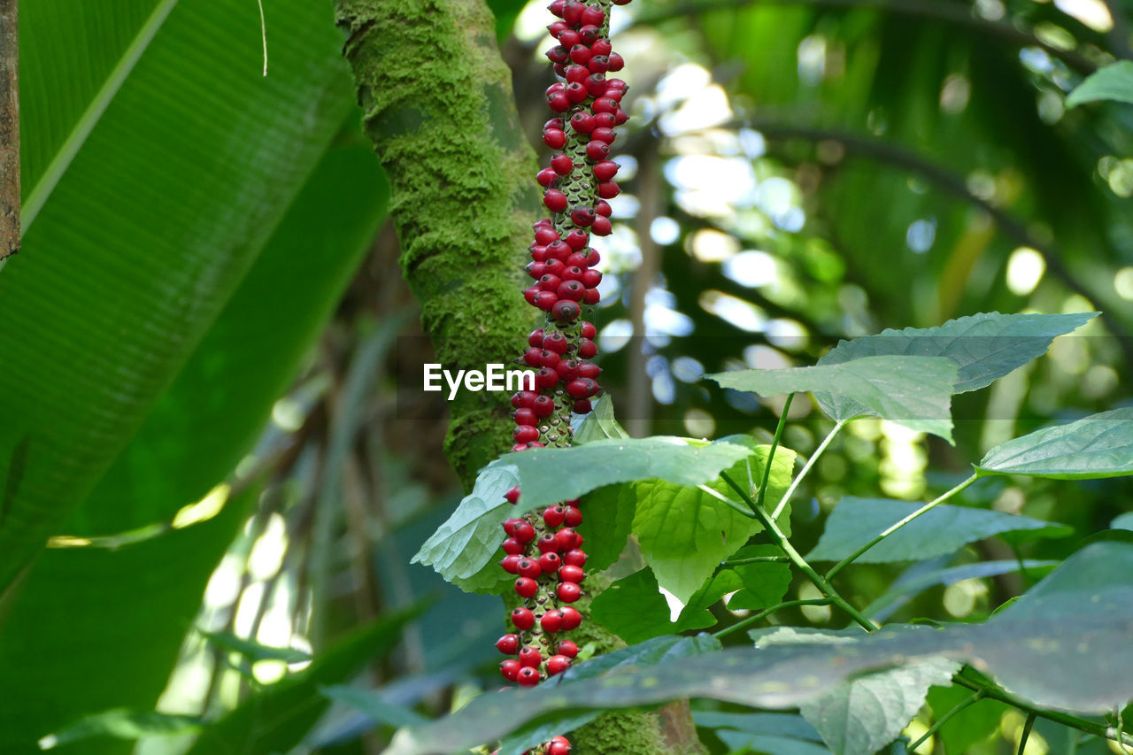 Close-up of berries growing on tree