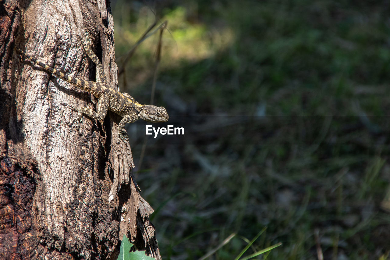 CLOSE-UP OF TREE TRUNK IN FIELD