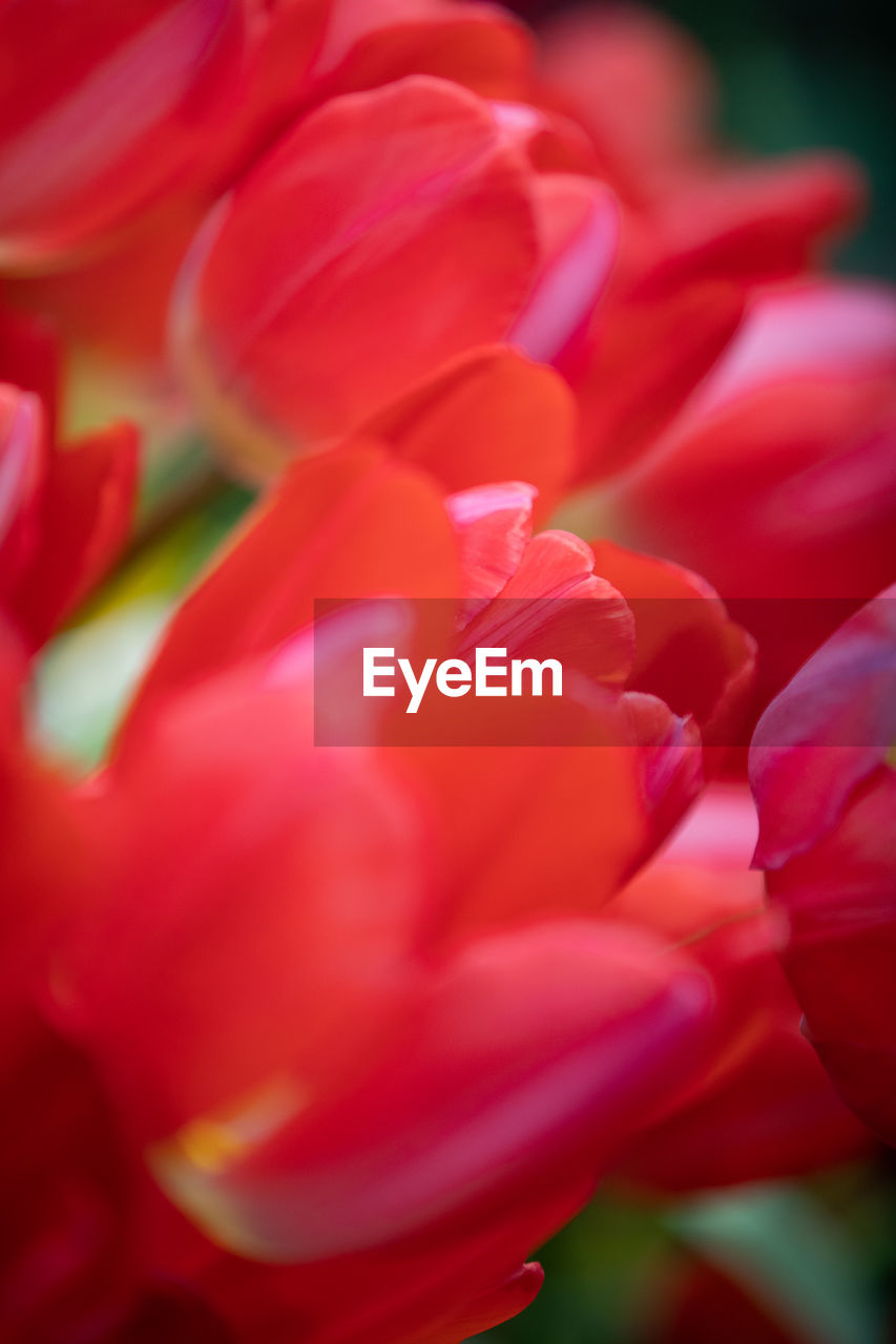 CLOSE-UP OF RED TULIPS