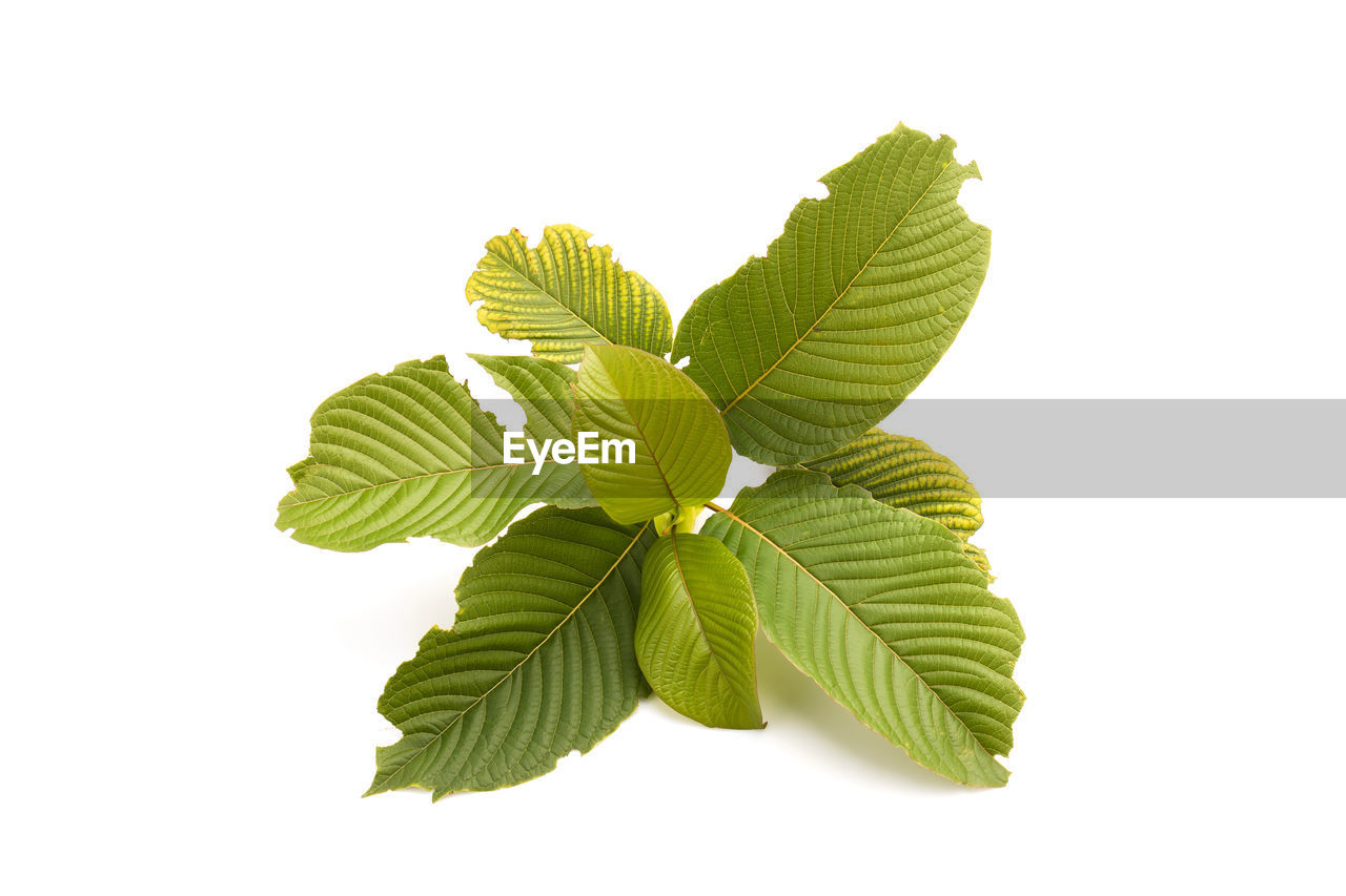 leaf, plant part, green, tree, plant, branch, cut out, white background, nature, food and drink, studio shot, herb, no people, produce, freshness, food, close-up, beauty in nature, flower, indoors, herbal medicine, medicine