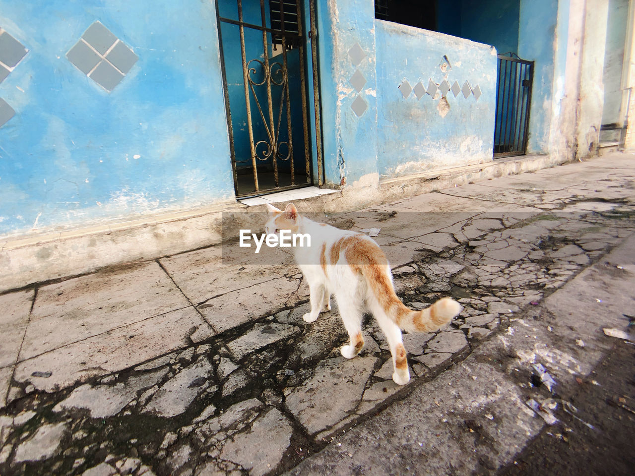 CAT LYING ON BUILDING