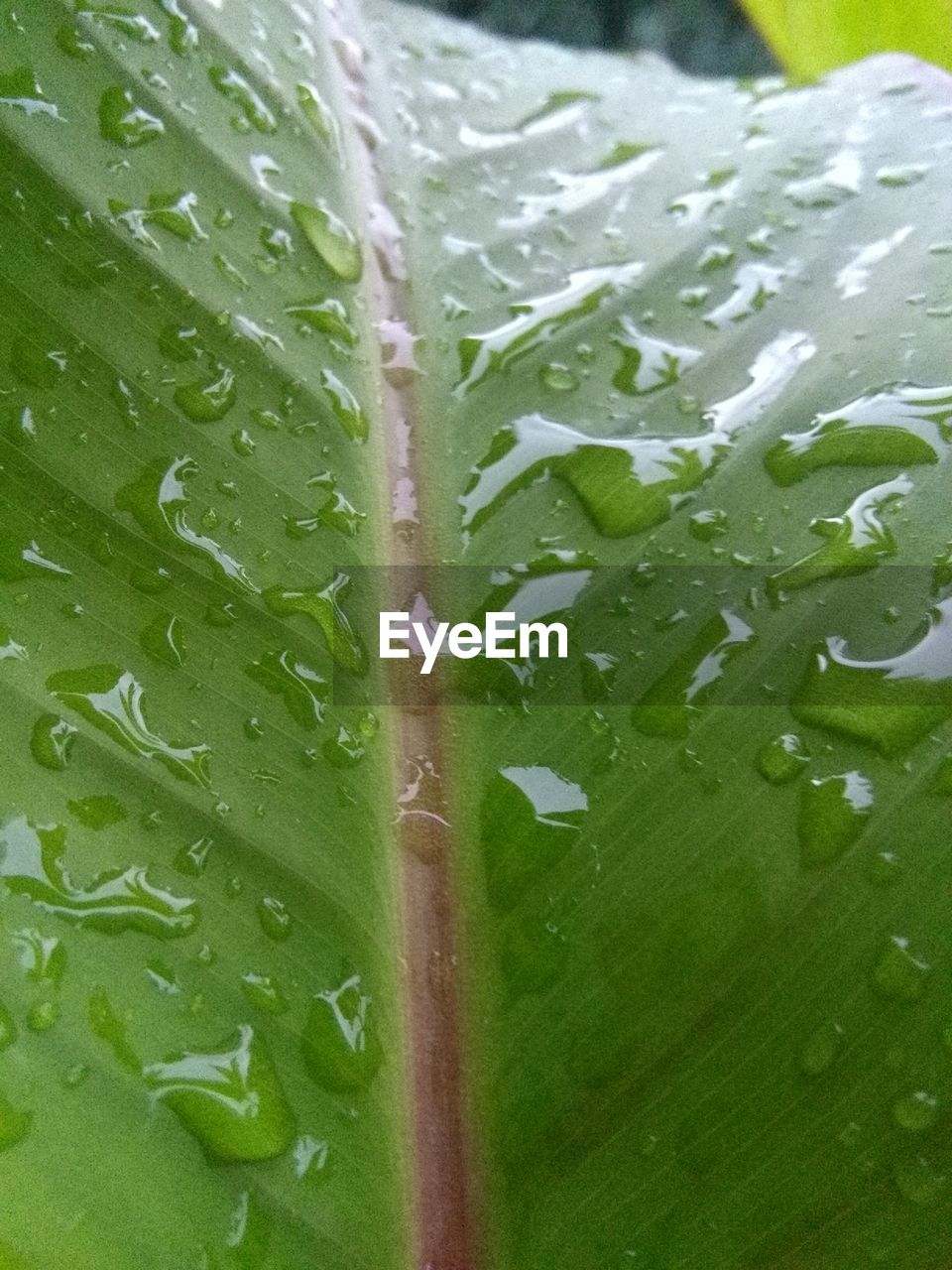 MACRO SHOT OF LEAF