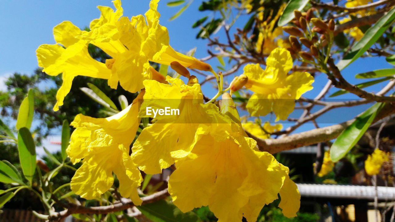 Close-up of yellow flowers