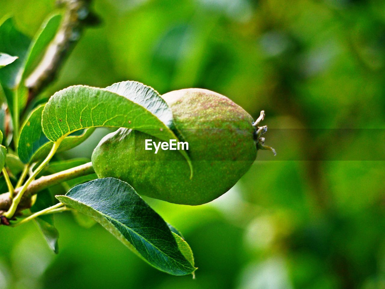 CLOSE-UP OF FRUIT ON PLANT