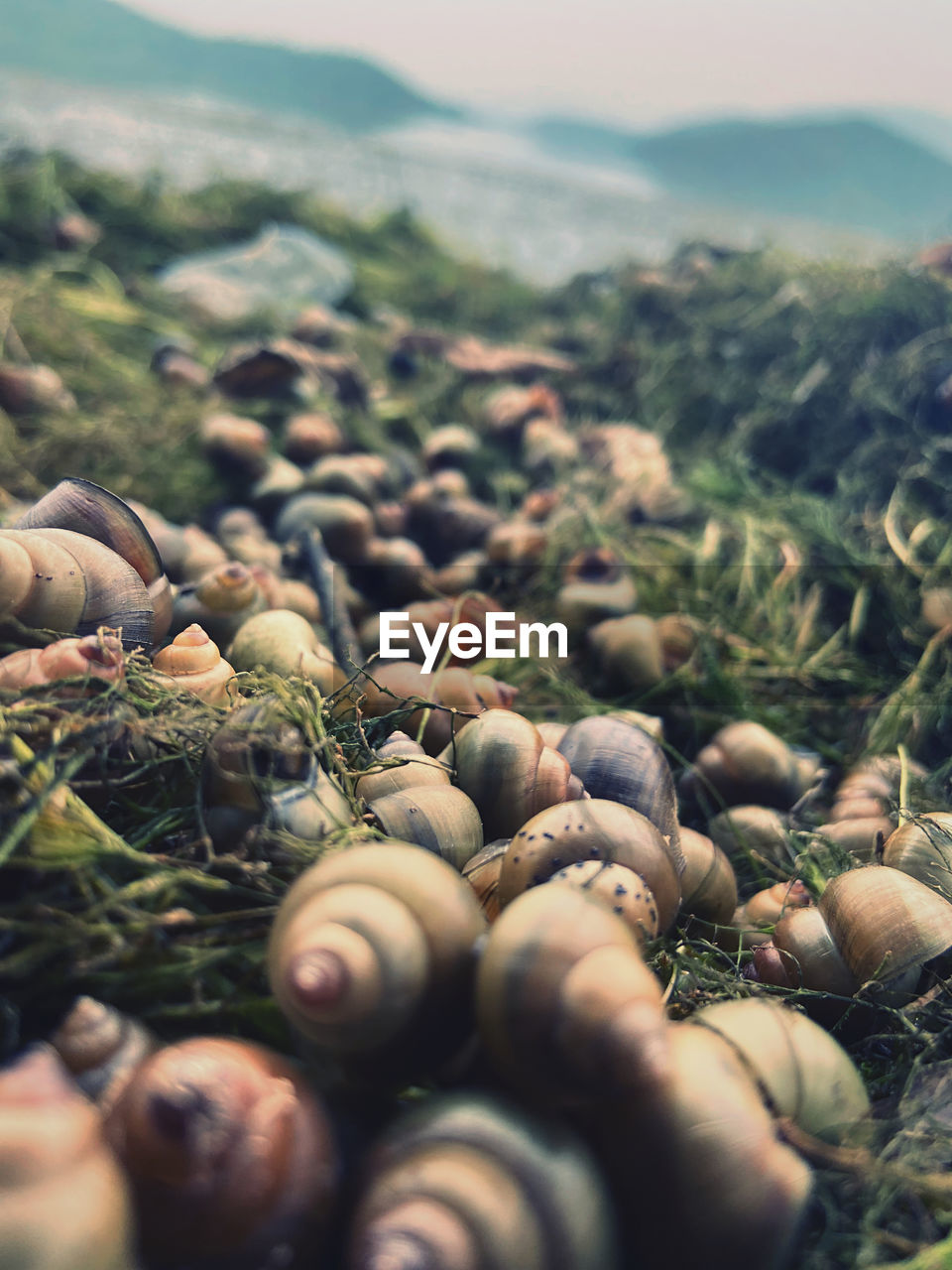 CLOSE-UP OF SHELLS ON SHORE