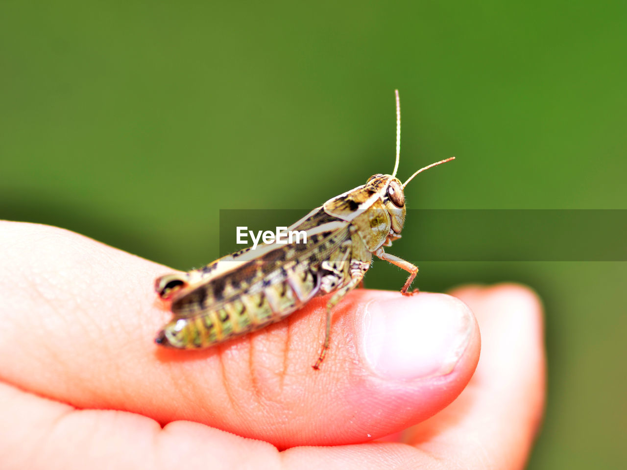 Cropped hand holding insect