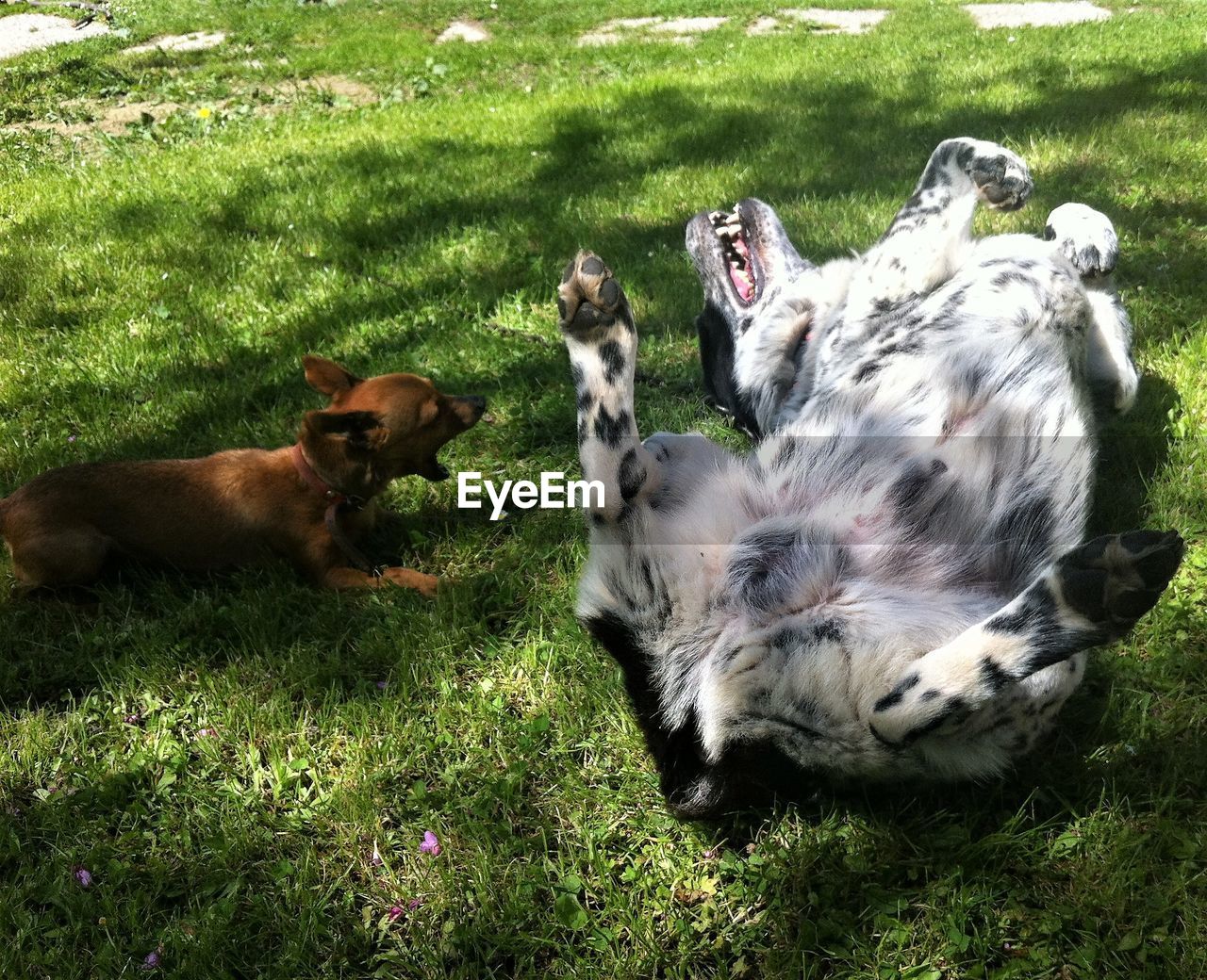 DOGS RELAXING ON GRASS