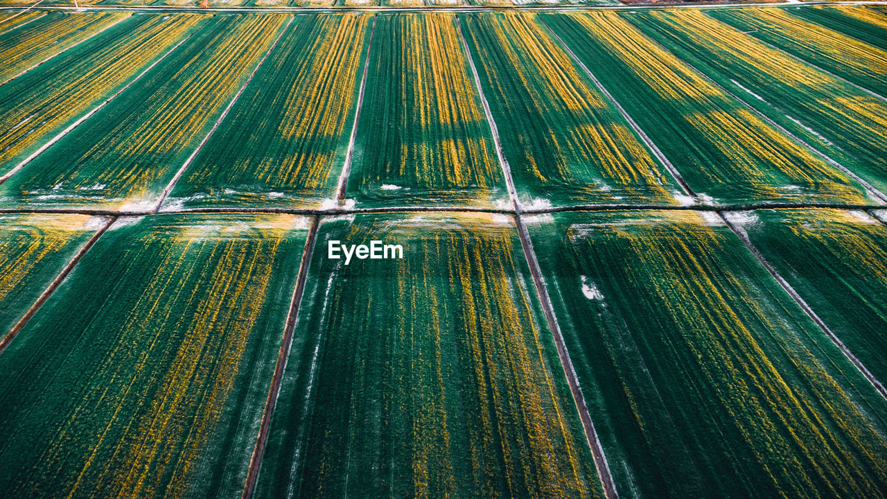 Full frame shot of agricultural field