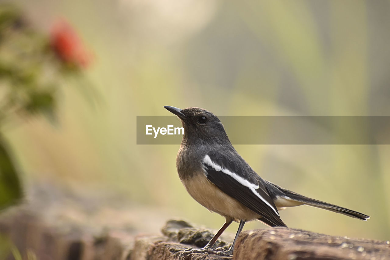 Beautiful photograph of a bird in a garden.