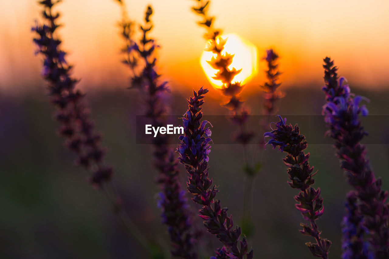 plant, sunset, flower, beauty in nature, flowering plant, purple, nature, sky, freshness, sun, landscape, environment, land, growth, field, multi colored, summer, lavender, scenics - nature, therapy, tranquility, food, sunlight, agriculture, vibrant color, no people, rural scene, medicine, close-up, food and drink, tranquil scene, backgrounds, twilight, macro photography, idyllic, blossom, sunbeam, outdoors, scented, selective focus, non-urban scene, plant part, igniting, macro, healthcare and medicine, herb, yellow, herbal medicine, inflorescence, flower head, dawn, fragility, springtime, botany, aromatherapy, back lit, focus on foreground, tree, blue, leaf, defocused, flowerbed, cloud, crop, extreme close-up, environmental conservation, social issues, wellbeing, ornamental garden, in a row, travel, grass, garden, landscaped, relaxation, abstract, plain, meadow