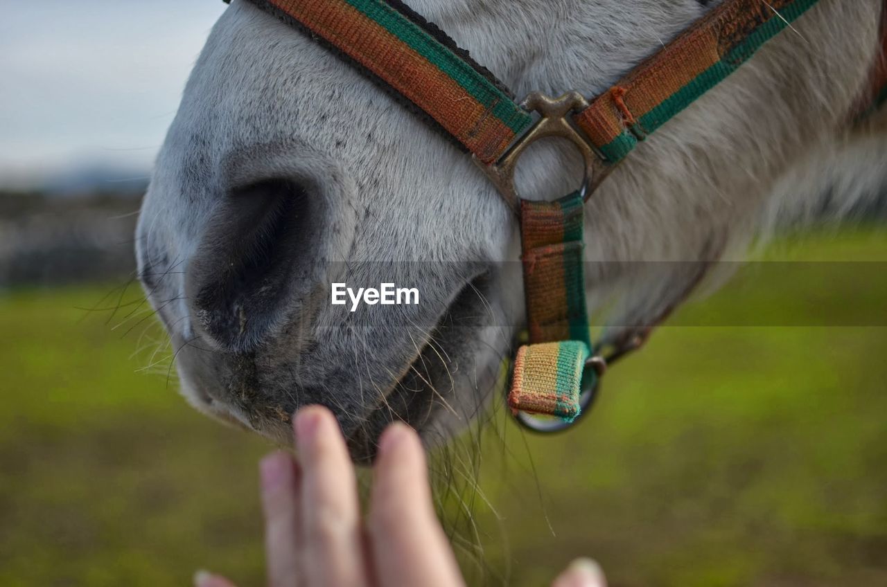 Cropped image of person touching horse mouth