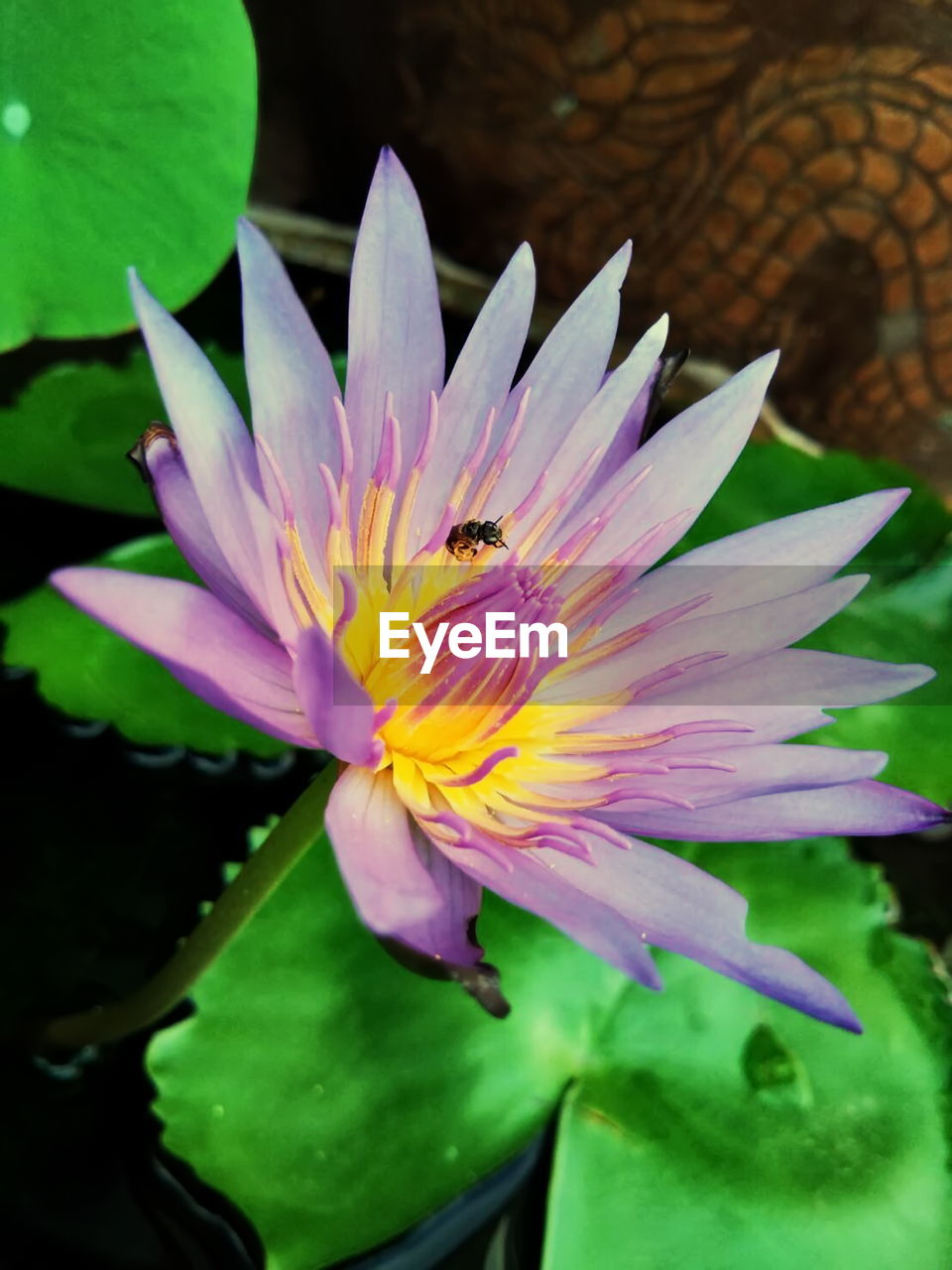 Beautiful purple lotus that blooms and bright green lotus leaves