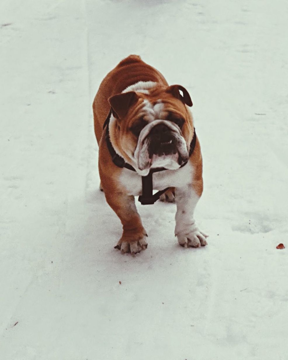 English bulldog on snow covered field