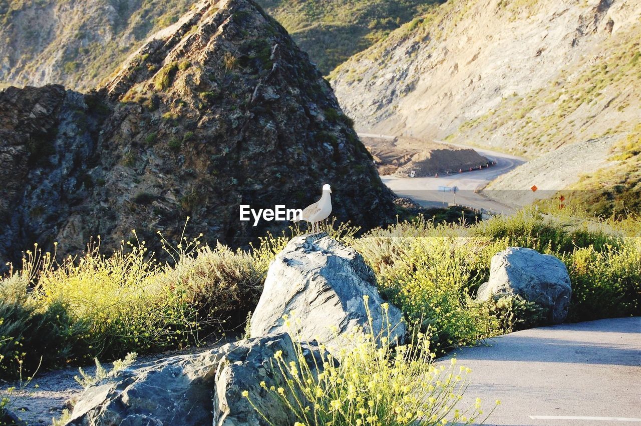 Seagull perching on rock by mountain