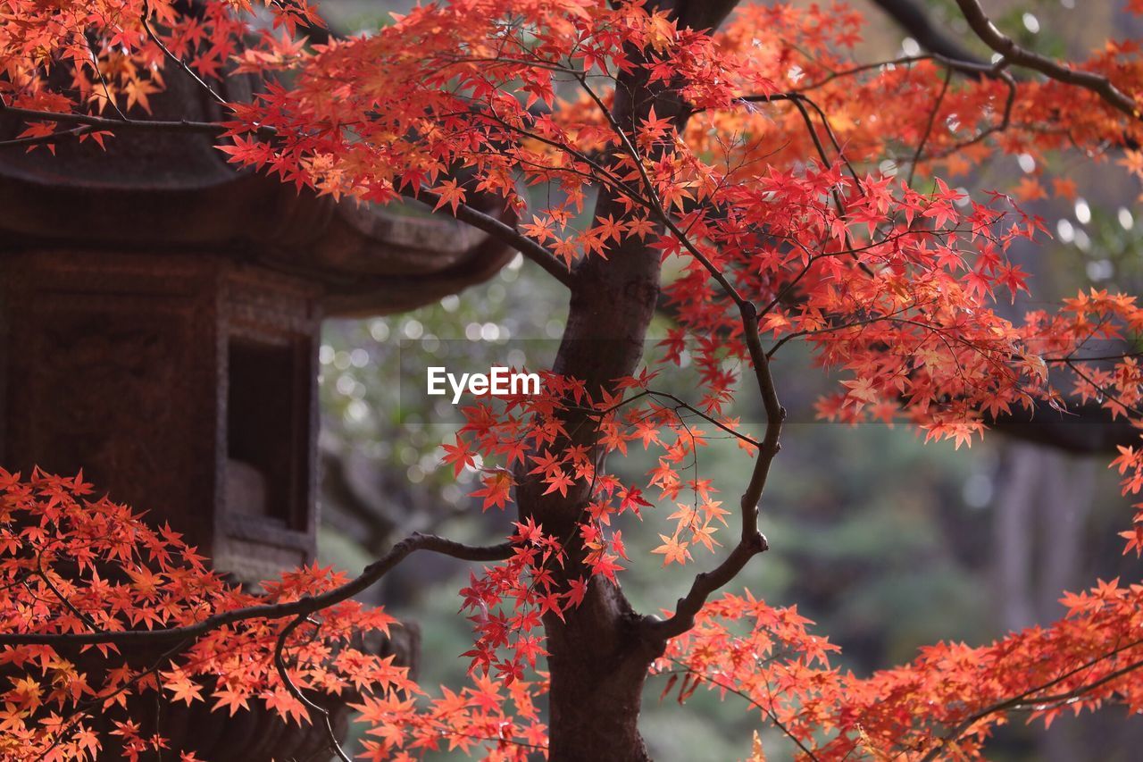 Close-up of maple tree during autumn