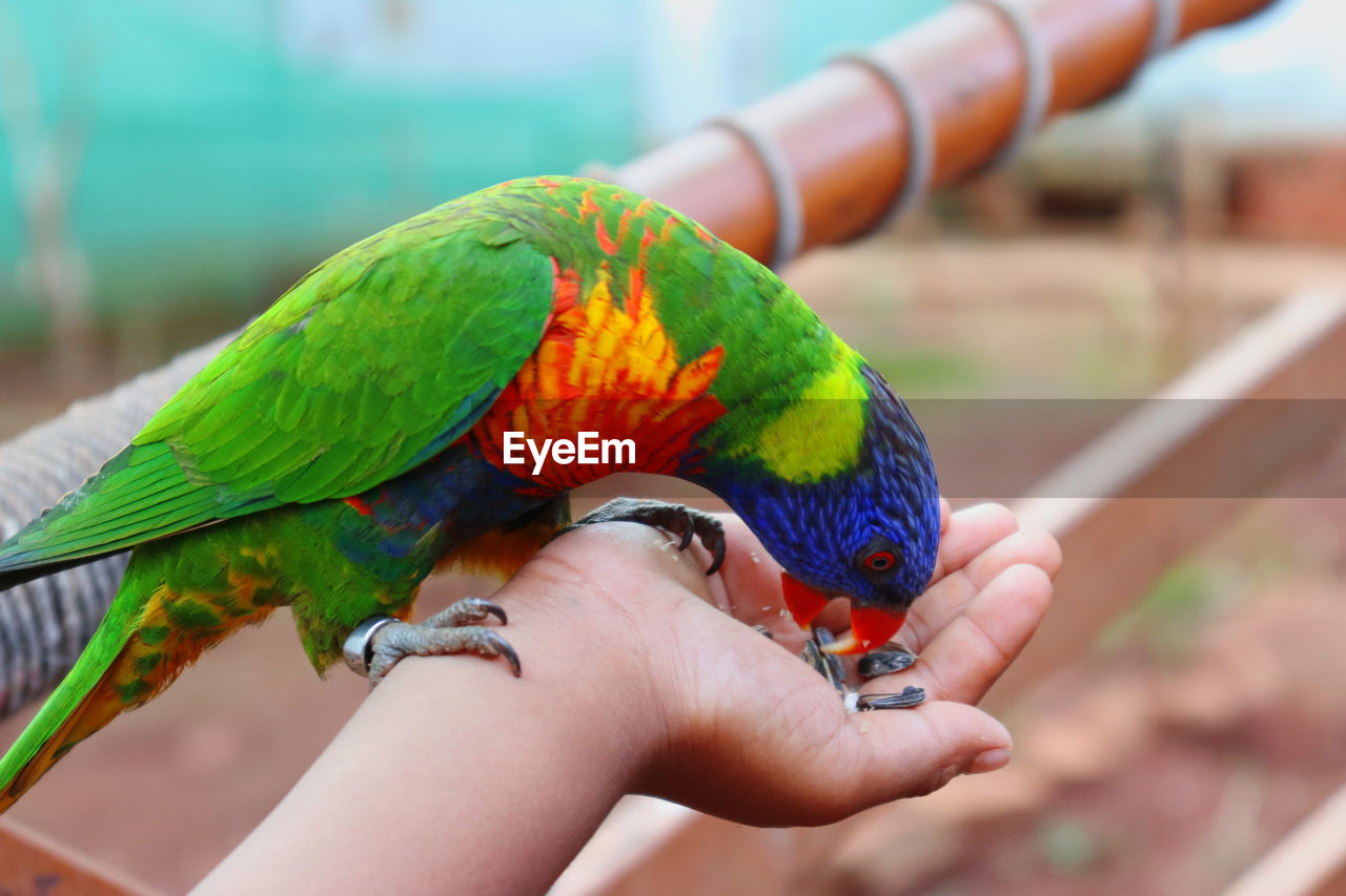 Little boy hand holding multi colored rainbow lorikeet and feeding seeds