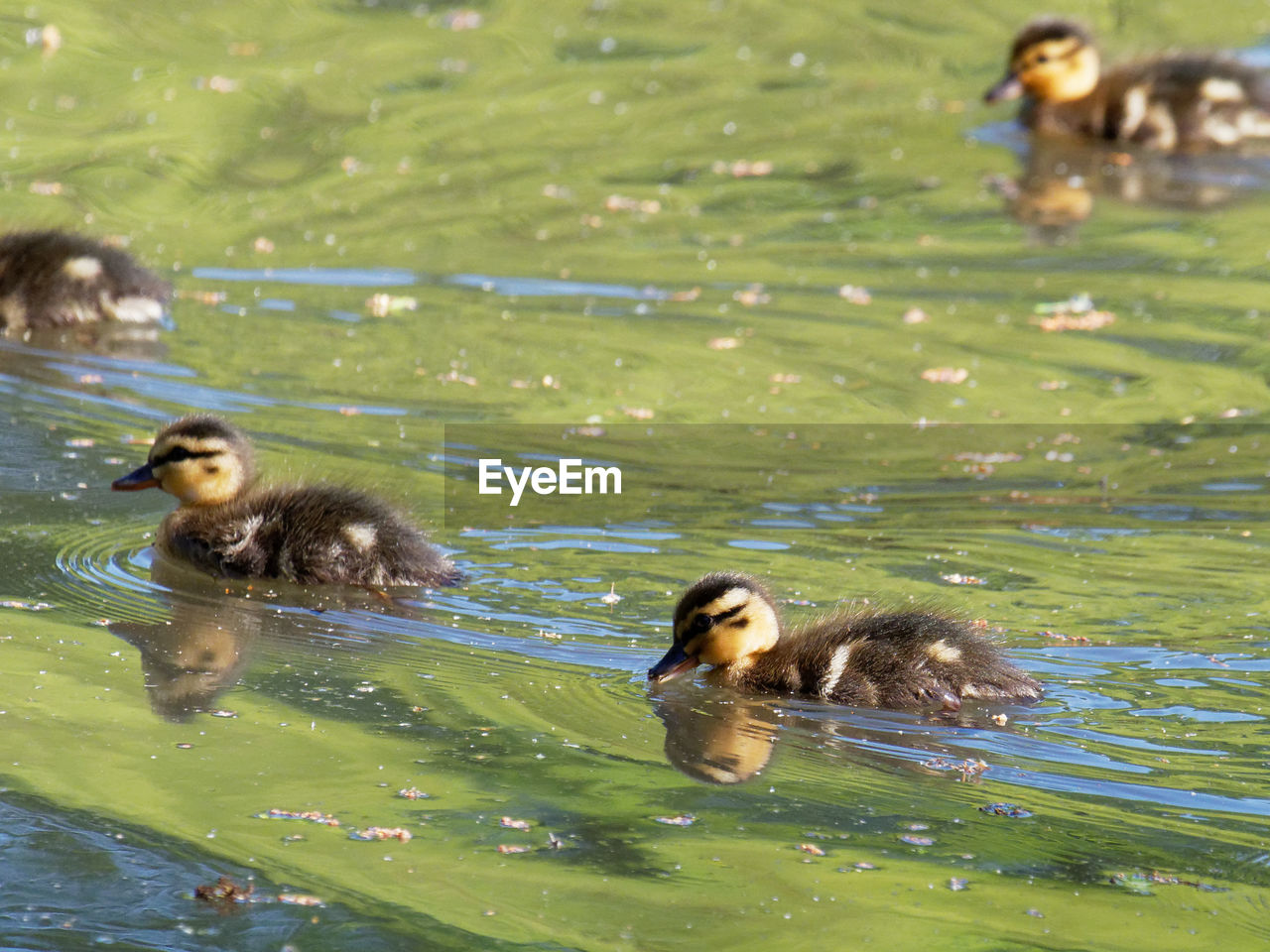 DUCK IN LAKE