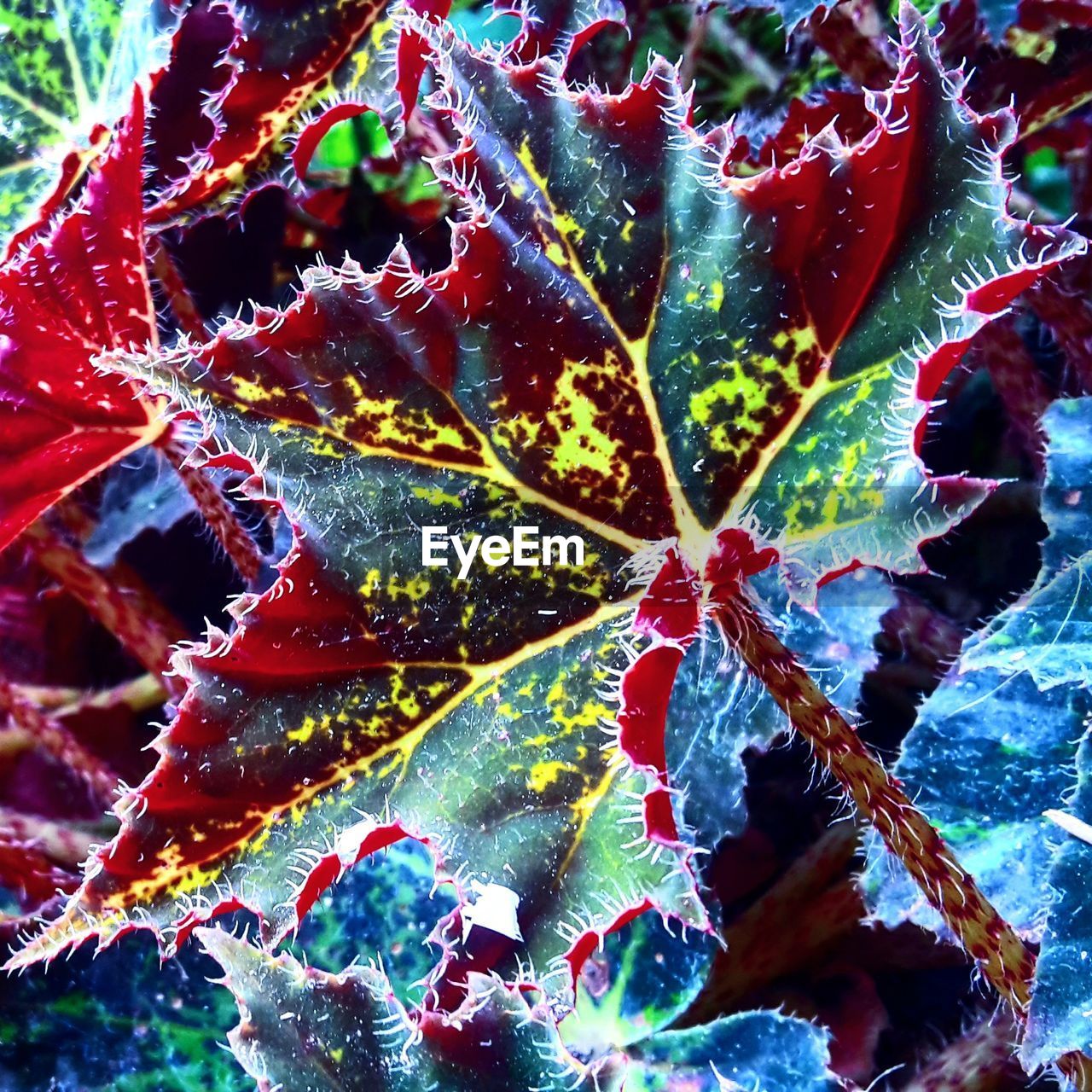 CLOSE-UP OF FROZEN MAPLE LEAF