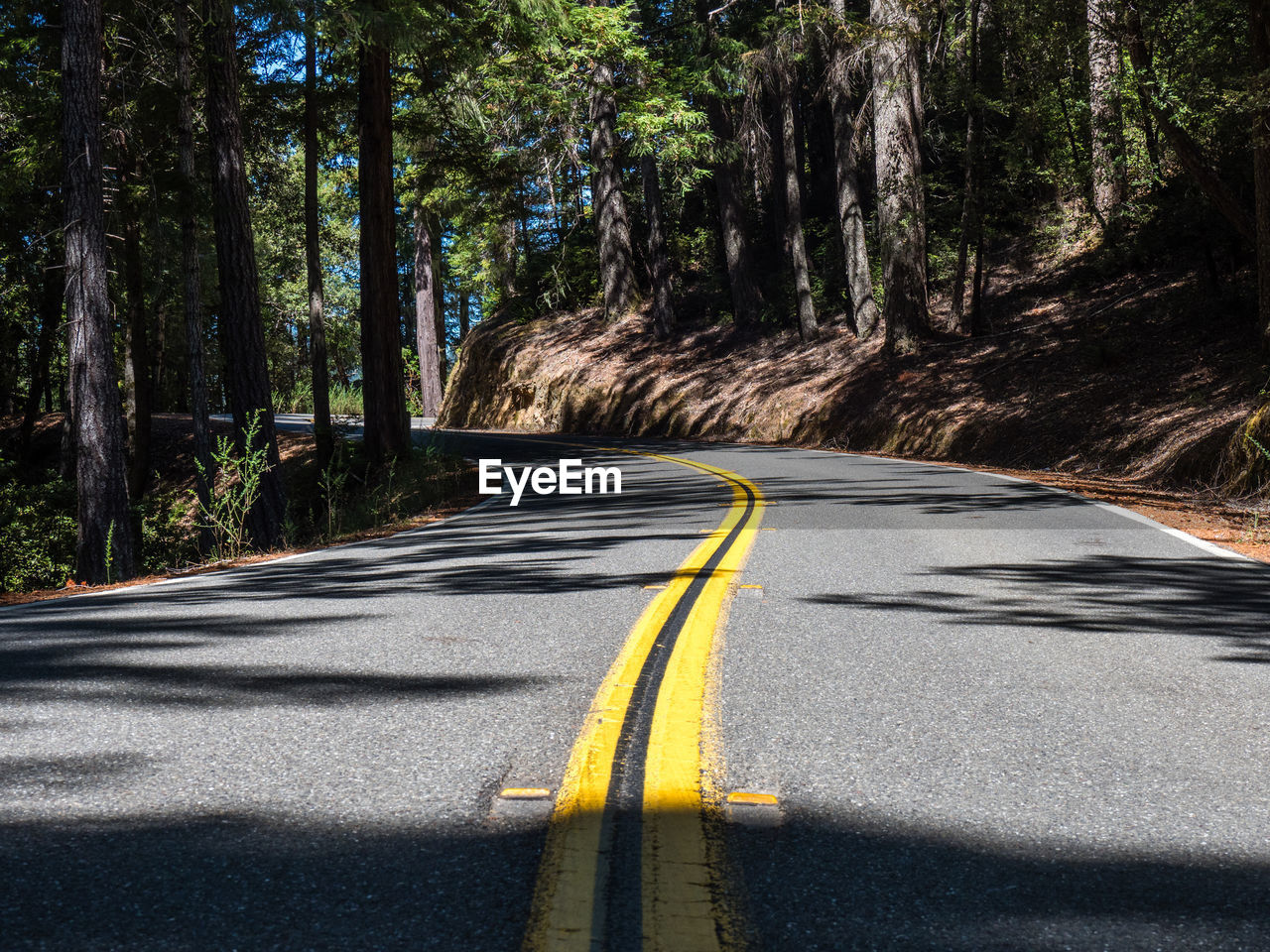 ROAD AMIDST TREES AND PLANTS IN FOREST