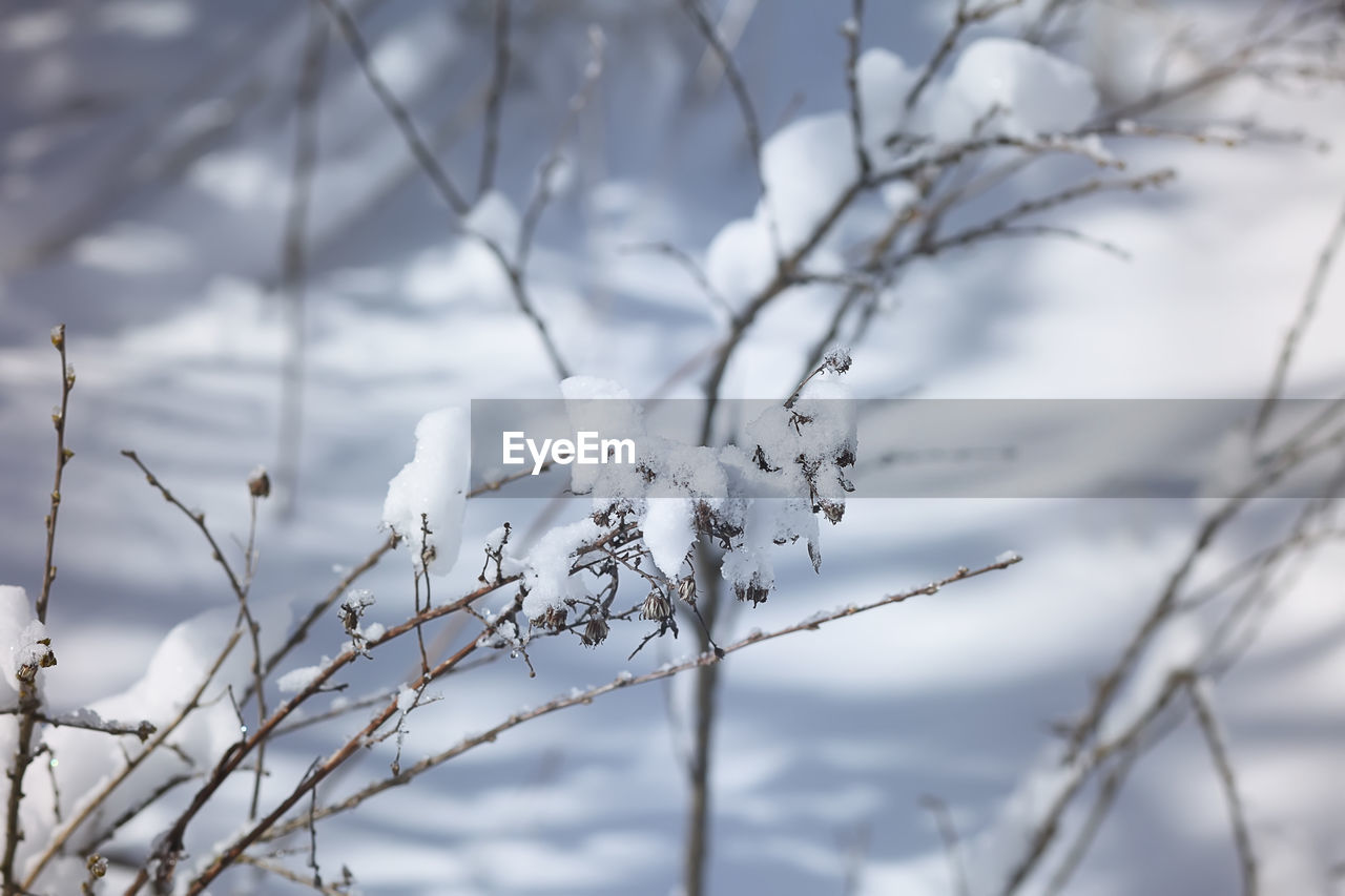 CLOSE-UP OF SNOW COVERED PLANT AGAINST SKY