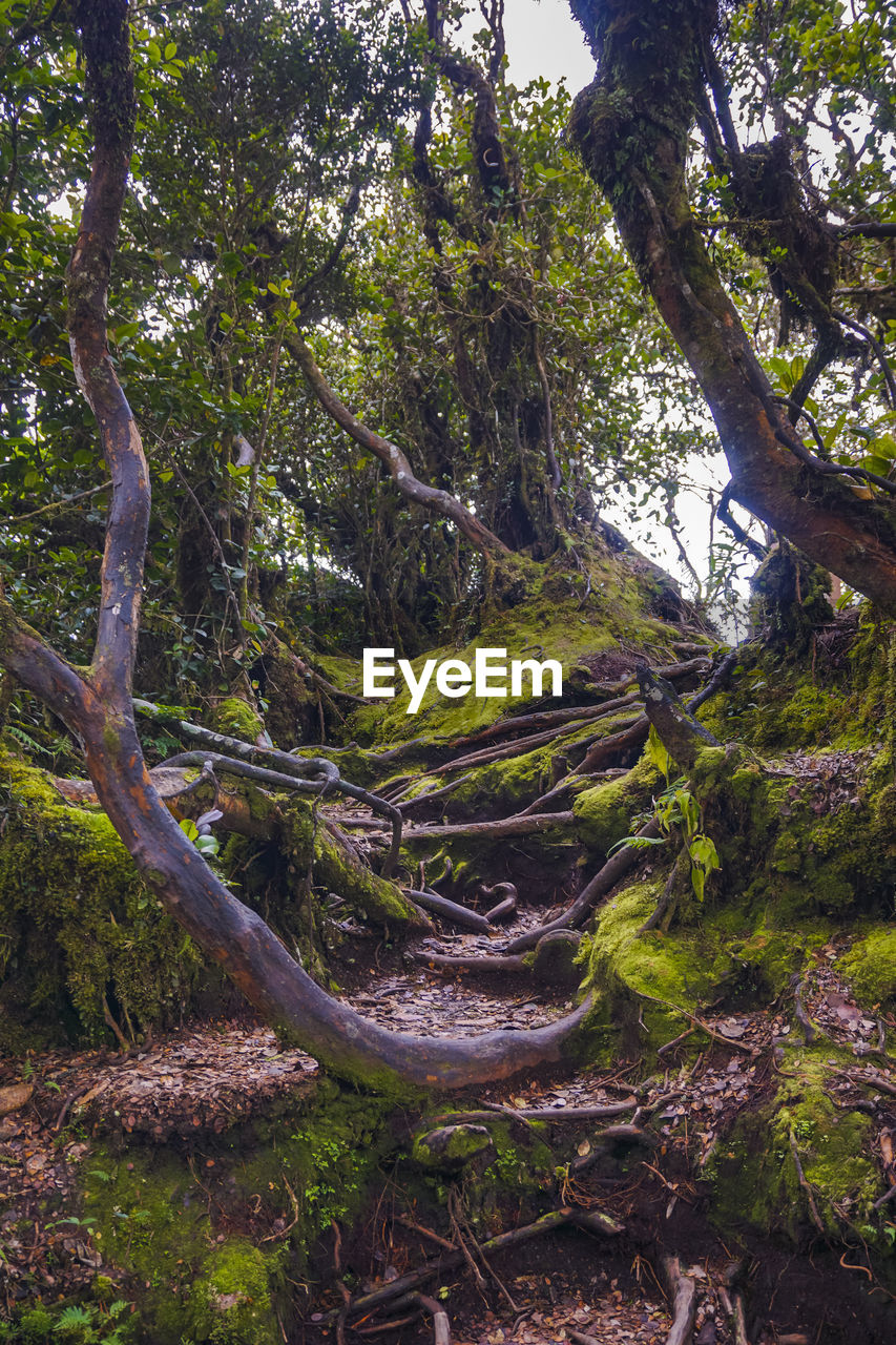 TREES AND PLANTS GROWING ON LAND