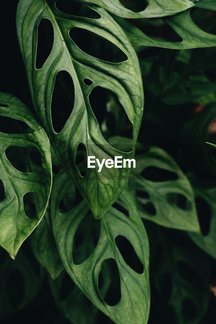 Full frame shot of green leaves