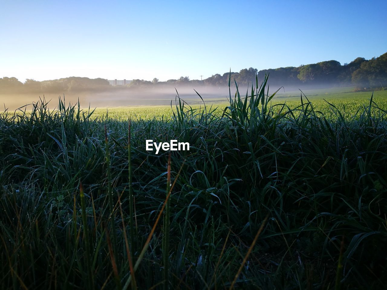 CROPS GROWING ON FIELD AGAINST SKY