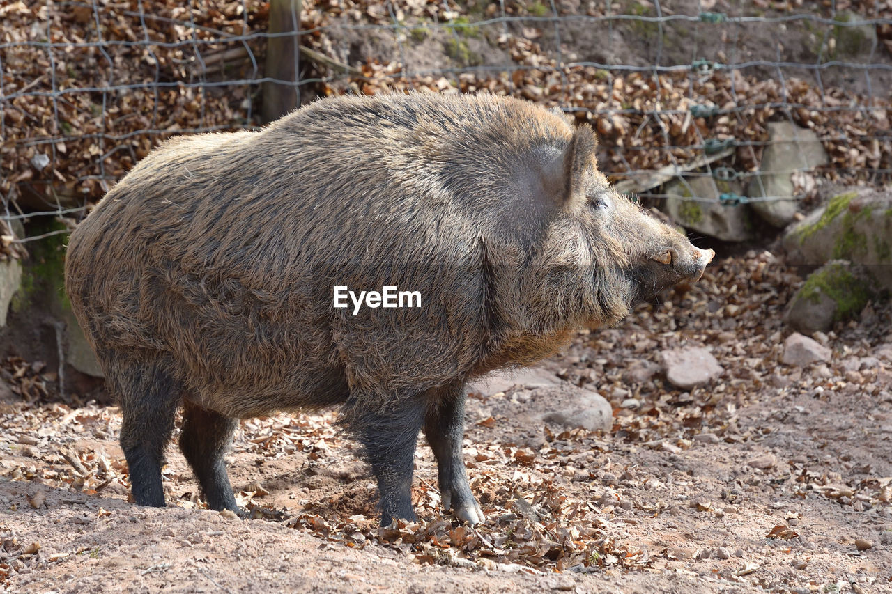 Side view of big wild boar